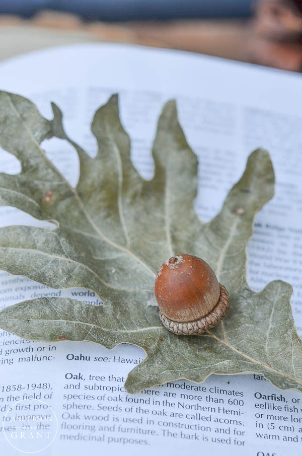 Press individual leaves inside of a heavy book to preserve them for decorating!  |  www.andersonandgrant.com