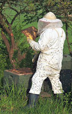 Beekeeping offers new avenues to Amritsar farmers