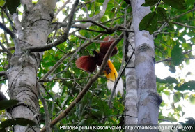 Male Lesser Birds of Paradise