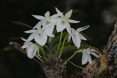 Angraecum cucullatum orchid plant care and culture