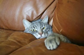 Funny cats - part 81 (40 pics + 10 gifs), cat pics, cat stuck in couch