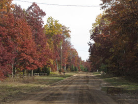 white oak trees