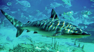 Gambar ikan hiu