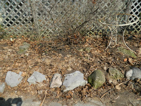 Riverdale Spring Cleanup Before by Paul Jung Gardening Services--a Toronto Gardening Company