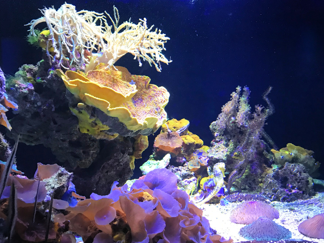 Oceanographic Museum Aquarium