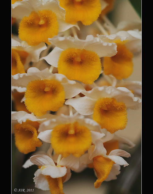 Dendrobium thyrsiflorum