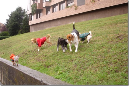 Con Toby, Lucky y Nano