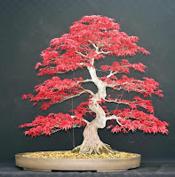 Especies para bonsai: Arce