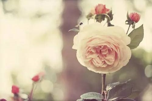 clip_image003