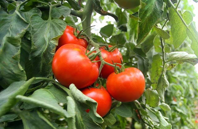 Why Are My Tomato Plant Leaves Curling? Causes, Symptoms & Cures