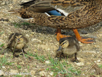 Hawaiian duck-mallard ducklings with hen, Ala Moana Park, Oahu - © Denise Motard