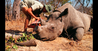 Rinocerontes animais estintos corem o risco de sumirem do planeta