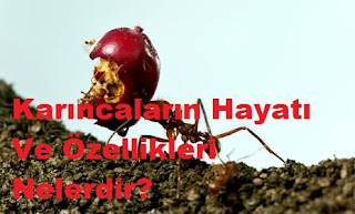 Karıncaların Hayatı Ve Özellikleri Nelerdir?