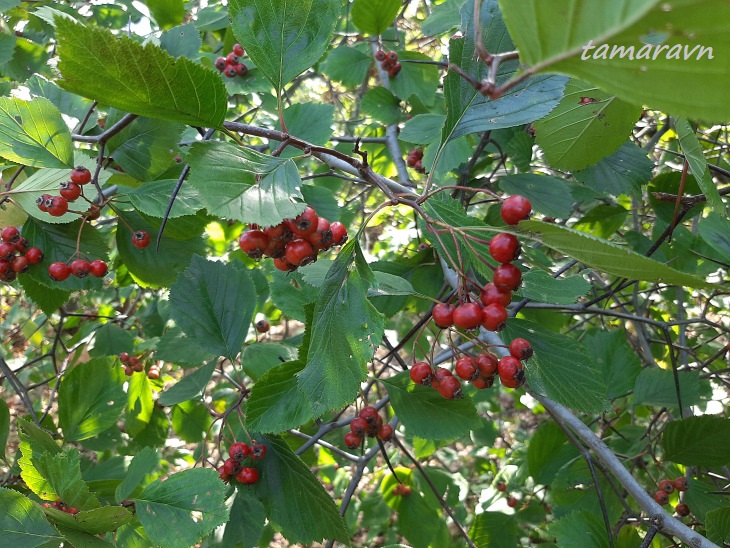 Боярышник крупноколючковый (Crataegus macracantha)