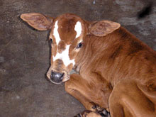 Orphaned calf