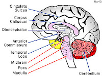 Brain Information1