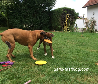 Boxer , Amy und Elvis