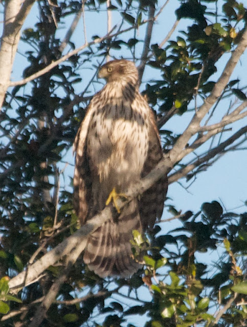 Broad-winged Hawk (Buteo platypterus)