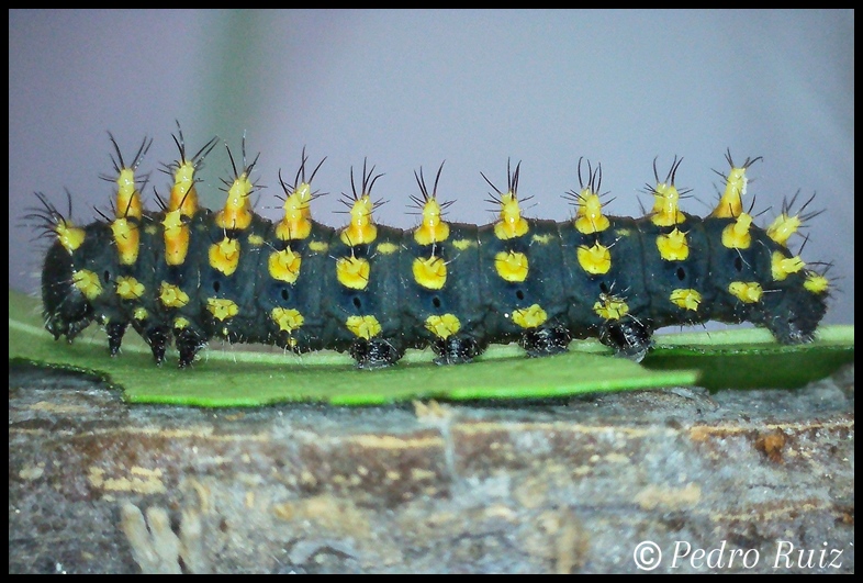 Larva L2 de Antherina suraka, a los 6 dias