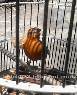 Mengenal karakteristik burung anis merah