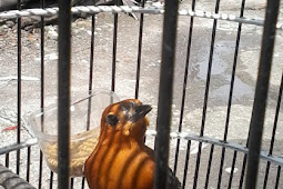 Mengenal Karakteristik Burung Anis Merah