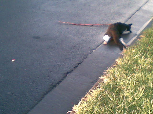 Dead Cat In Road. DEAD CAT ON THE ROAD. Scary :S