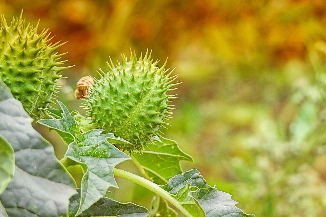 Datura