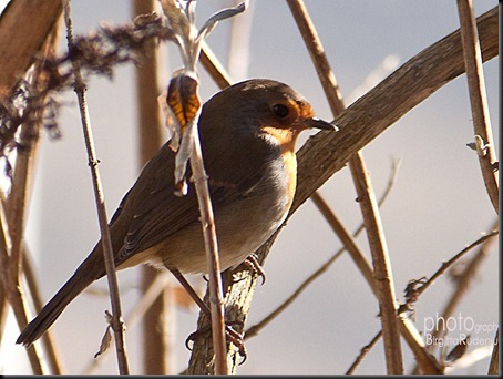 bird_20120314_robin
