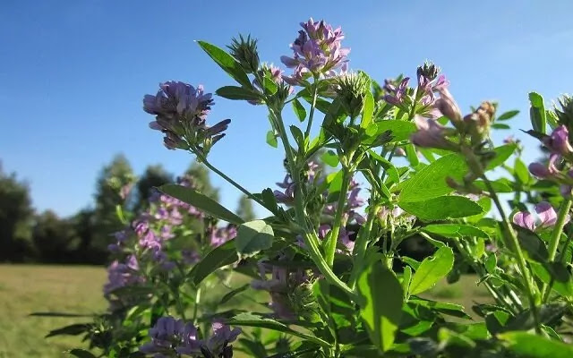 Medicina-alternativa-y-tratamiento-natural-alfalfa.