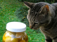Josef sniffs a jar of citrus vinegar
