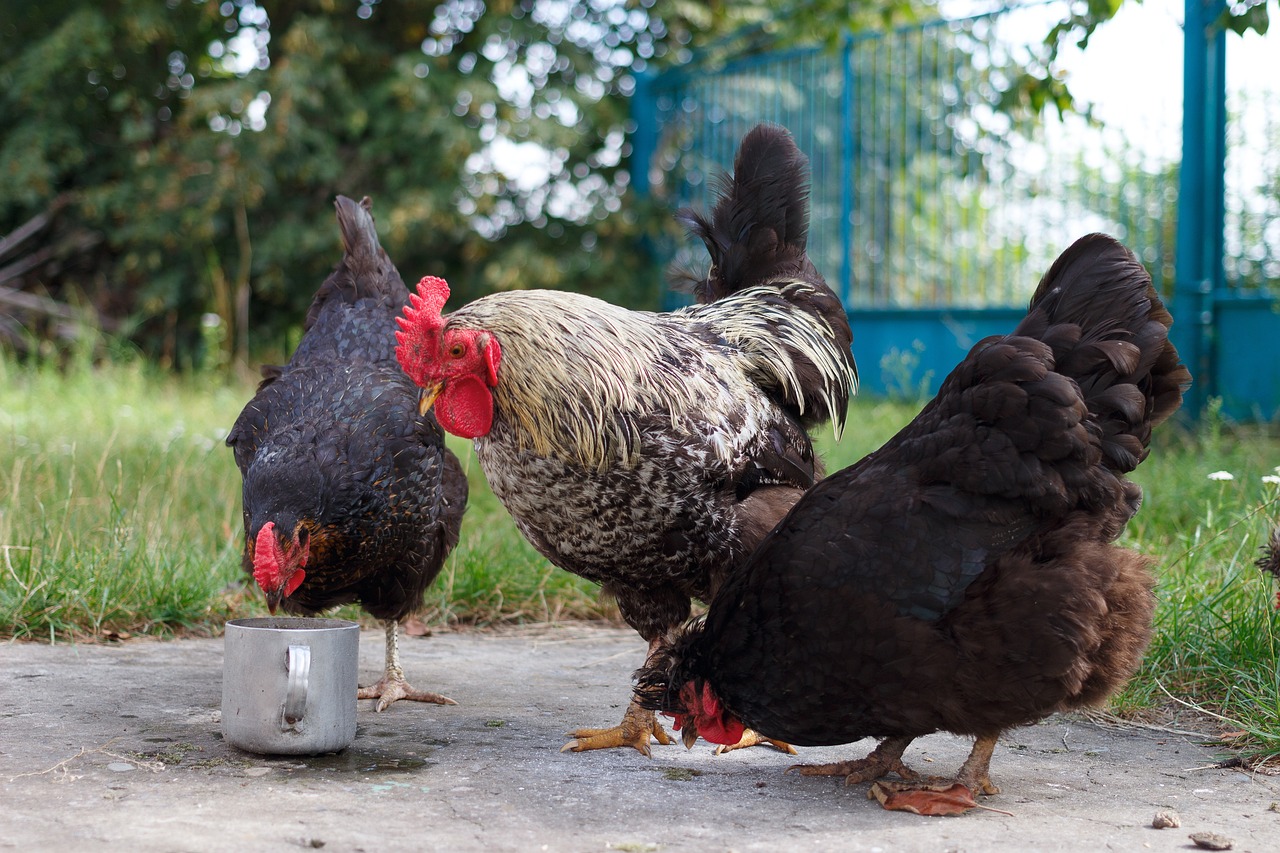 3 Backyard Chickens