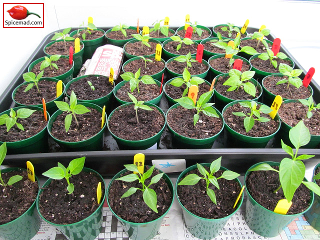 Chilli Plants in the Porch - 13th March 2023