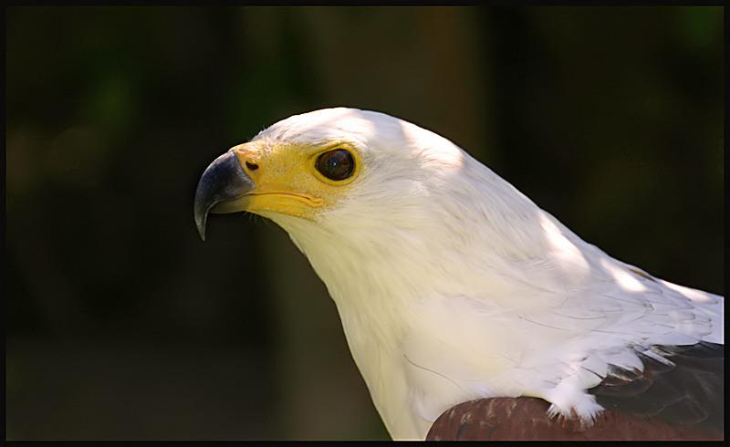 eagles wallpaper. African Sea Eagle Wallpaper