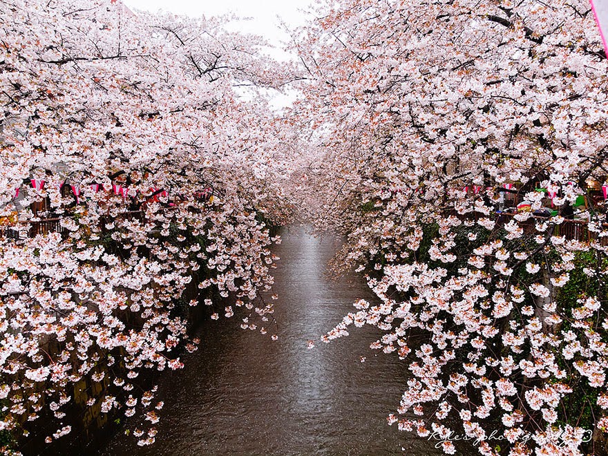 The Most Beautiful Japanese Cherry Blossom Photos 