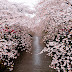 The Most Beautiful Japanese Cherry Blossom Photos 