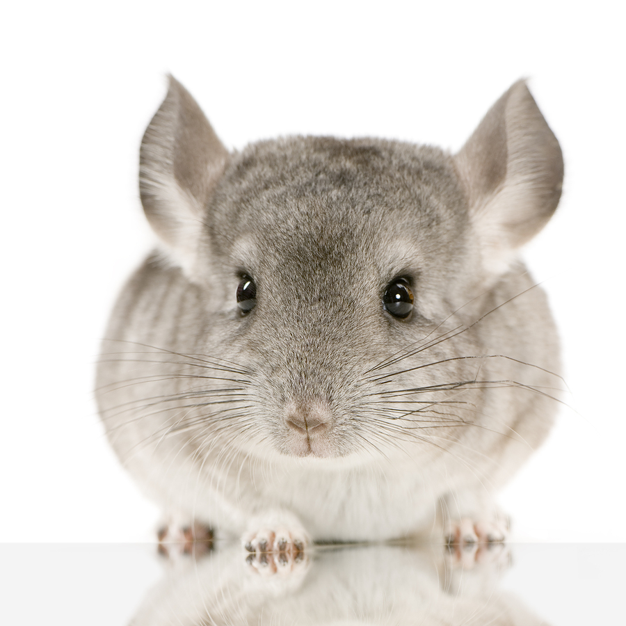 Giant Chinchilla Extinct