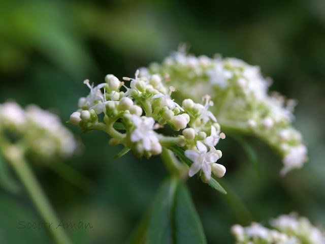 Patrinia villosa