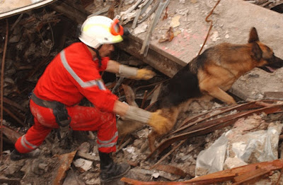 How dog rescue works and how it can be beneficial for you?
