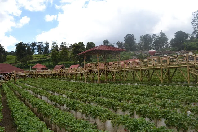 Menjelajahi Keindahan Alam dan Kesegaran Strawberry di Dusun Strawberry Walini: Liburan Impian dengan Harga Terjangkau