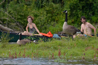 Meryl, Carlos, and the Canada geese