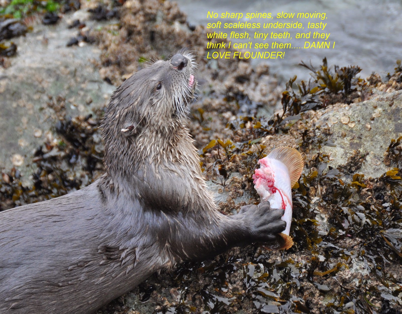 Buzz's Marine Life of Puget Sound: RIVER OTTER LIKES ANCHOR PARK with  UPDATE 3-5-15