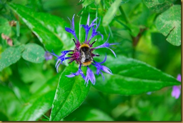 Fiordaliso e bombo