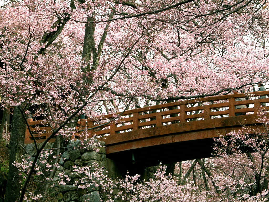 japanese cherry blossom