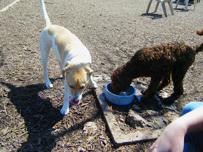 Alfie and a large tan-and-white dog get a drink from a bowl in the shade