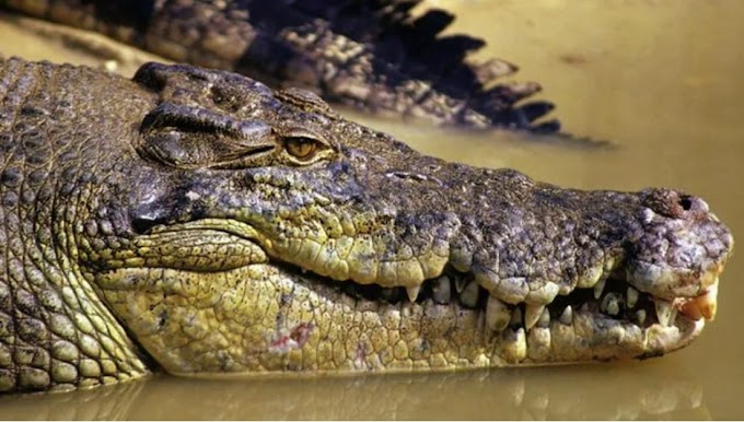 Corpo de pescador desaparecido é encontrado dentro de crocodilo