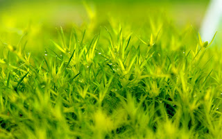 grass green wallpaper