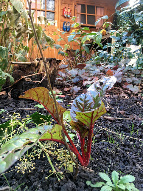 Plant van rode biet in de tuin.