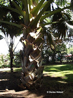 Talipot palm tree, Foster Botanical Garden - Honolulu, HI
