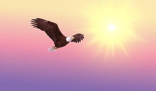16- interesting- facts-about-Eagle- that-you-may-not-know-before