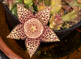 Stapelia variegata in flower on my balcony, 13 August 2014.